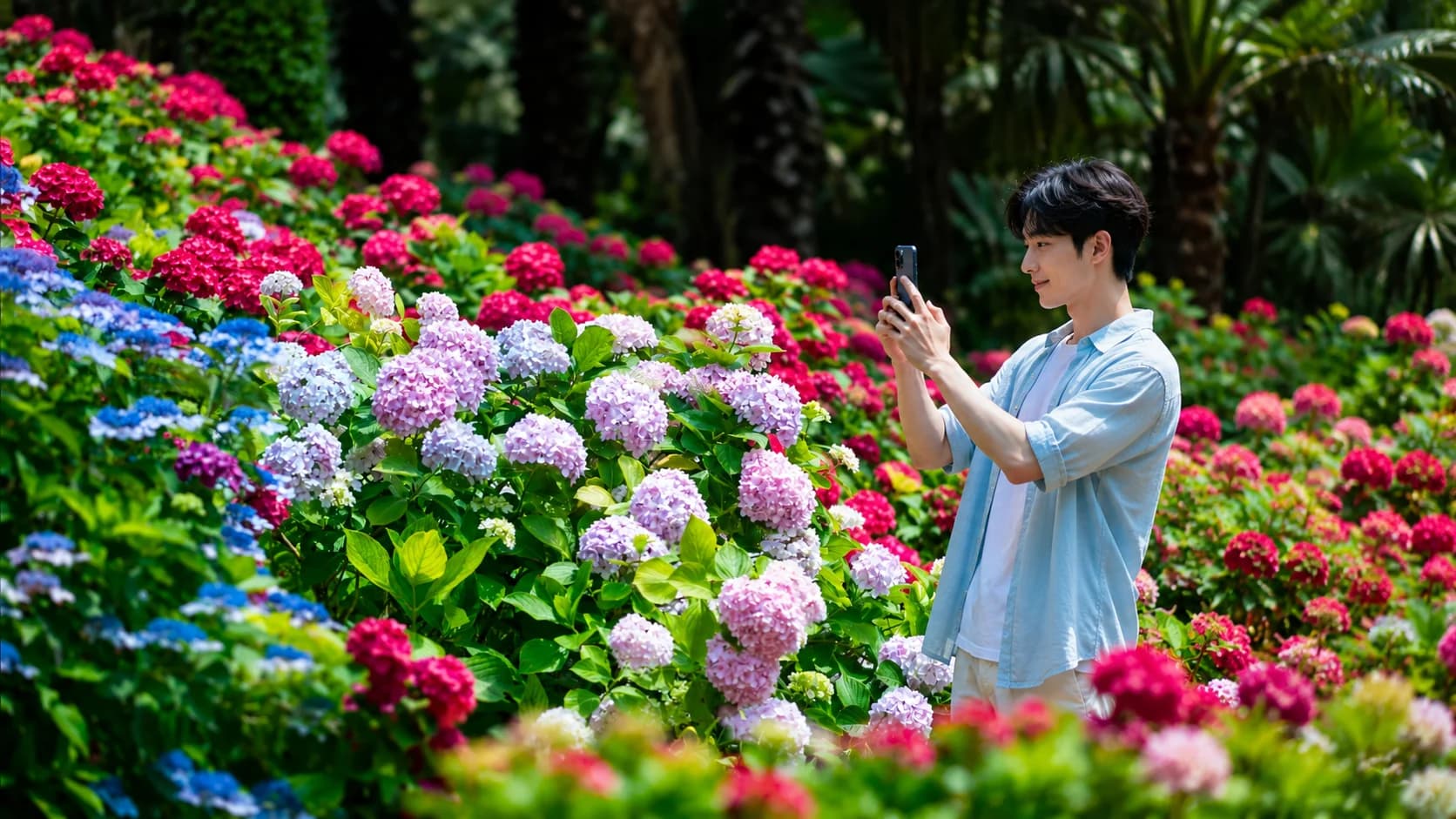 Jeju Hydrangea Festival: Southwest