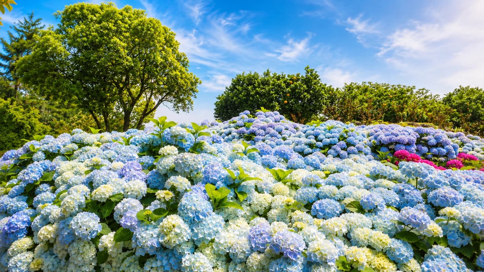 Jeju Hydrangea Festival: East