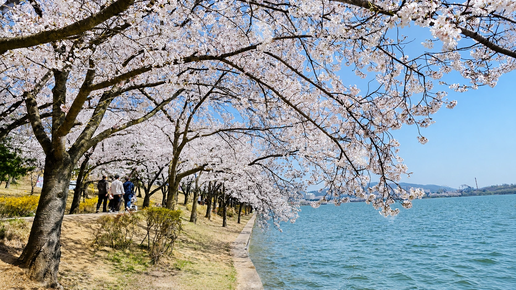 Bomun Lake (cherry blossom centerpiece)
