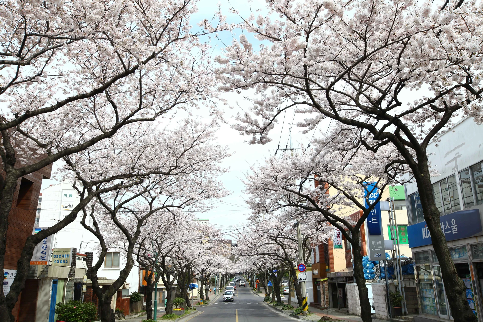 Jeonnong-ro Cherry Blossom Street
